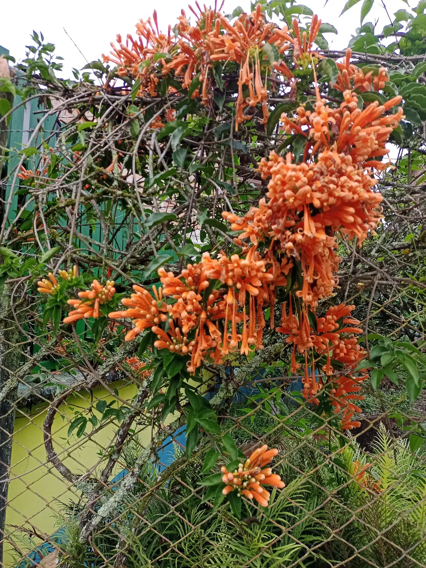 Enredadera de flores naranjas sobre un muro en Jardín