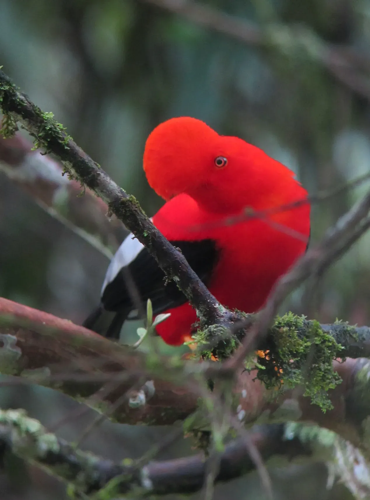 Gallito de roca andino macho, de plumaje rojo, en una rama en Jardín