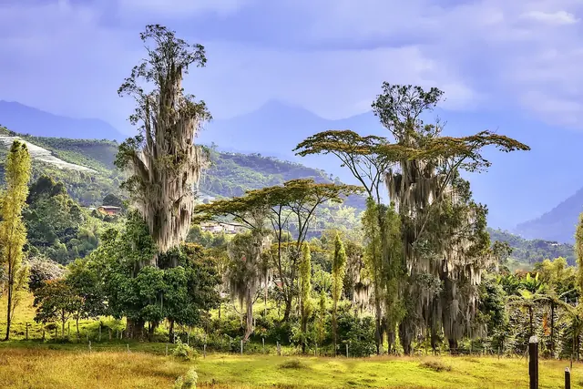 Palmas y cafetales en las montañas cerca de Jardín