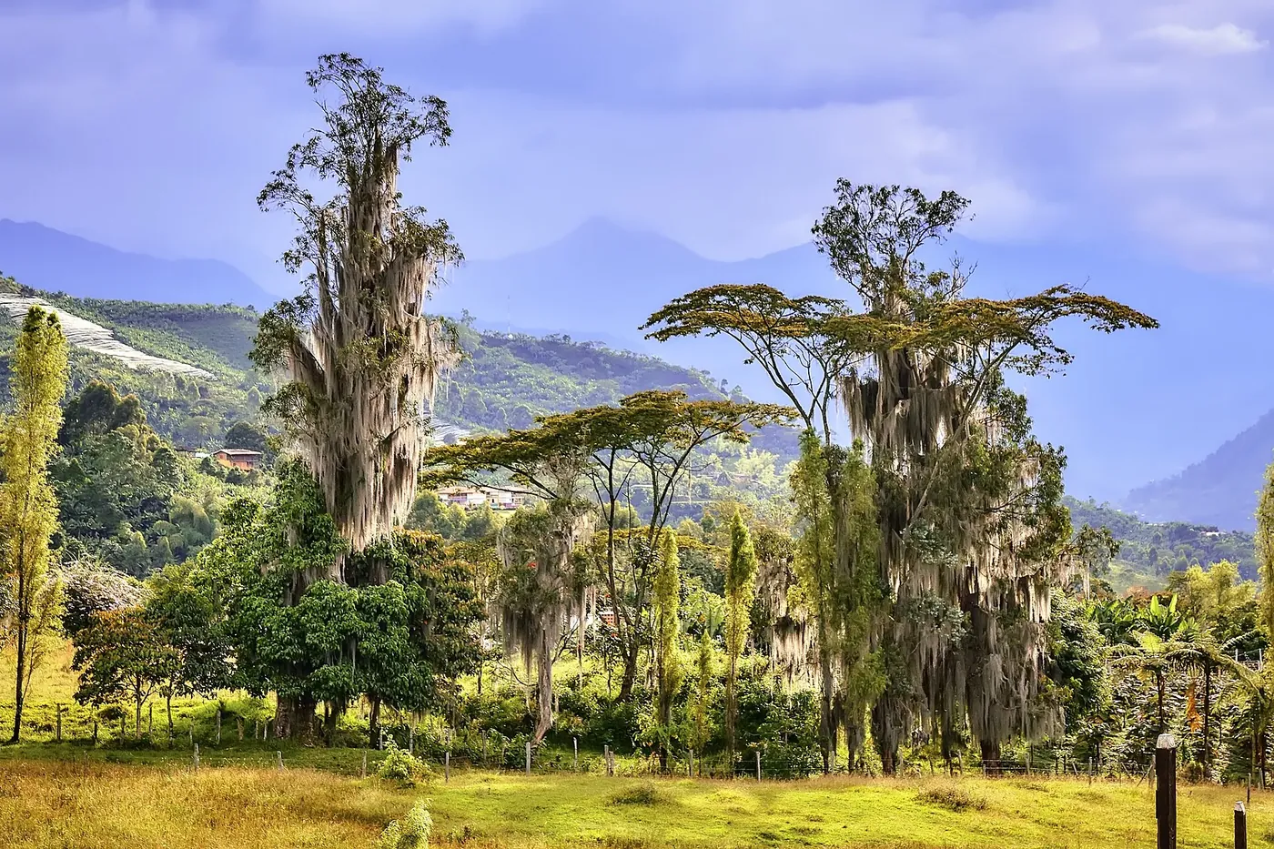 Palmas y cafetales en las montañas cerca de Jardín